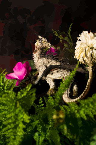 Dragones A - de la mente de un artista lleno de colores y creatividad.